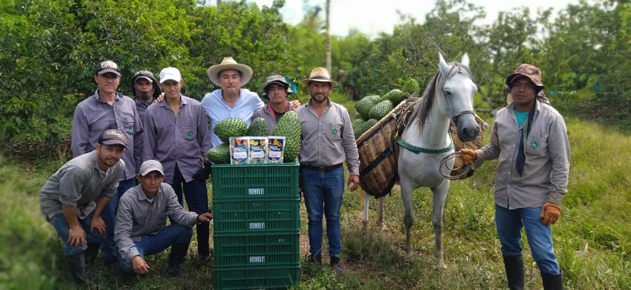 Exporting fresh exotic tropical fruits
